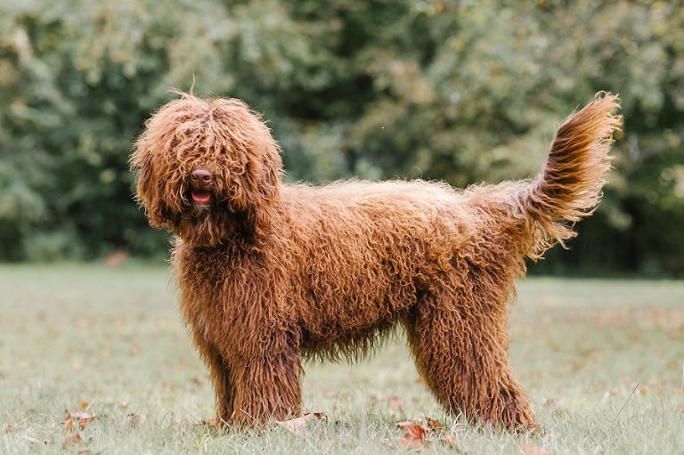 Home - Ginkgo Barbet - Barbet Breeder - French Water Dogs - Barbet Puppies